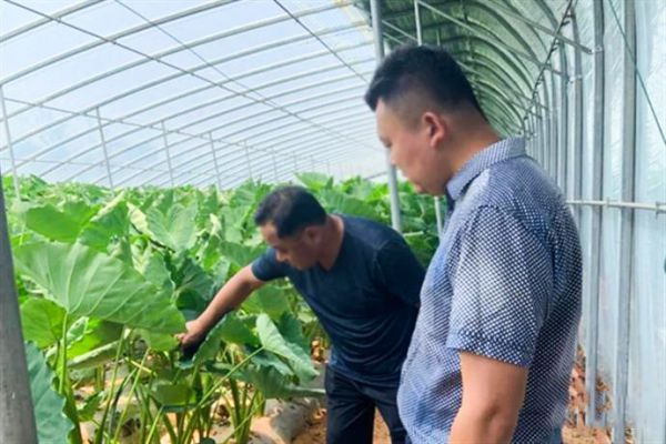 这就是山东建设高温大棚、加工休闲食品,山东各地产业扶贫有门路