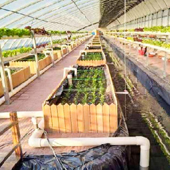 无土栽培、鱼菜共生