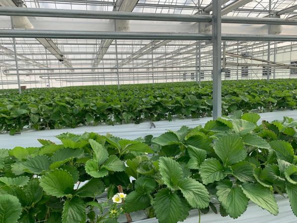 无土栽培蔬菜大棚怎样种植有机蔬菜?需要注意哪些事项?