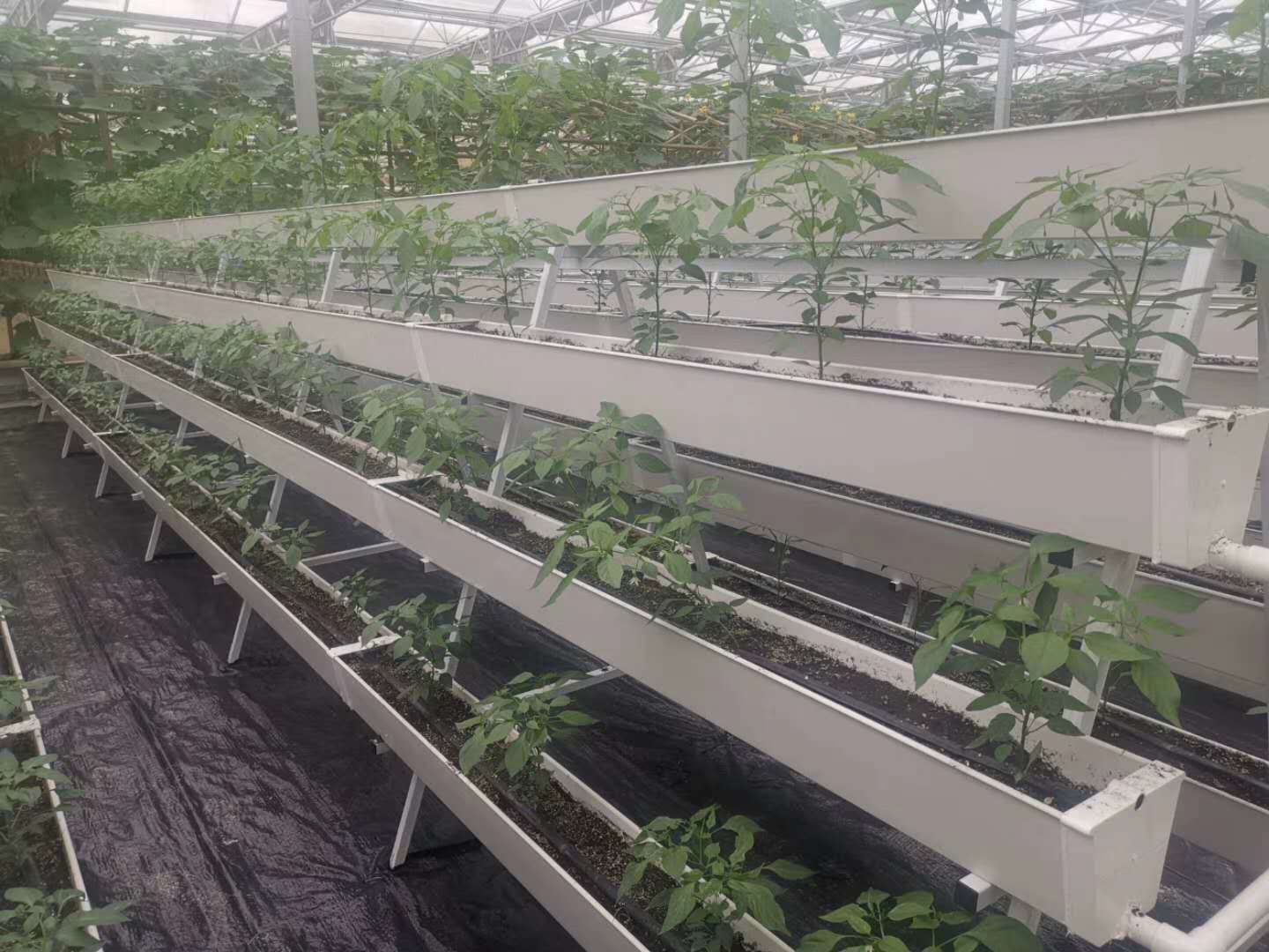 60b8318a5ac7f.jpg 60b8318a5ac7f.jpg