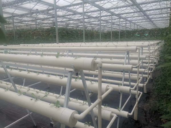 无土栽培蔬菜大棚中,无土栽培技术要点有哪些