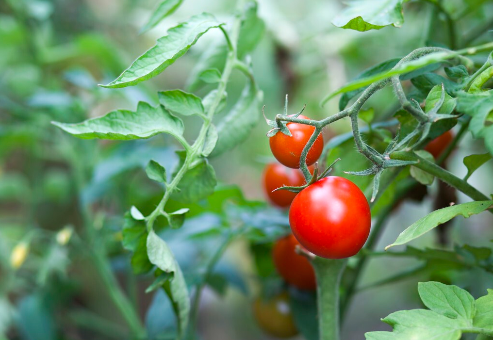 60c16823c8449.png 60c16823c8449.png