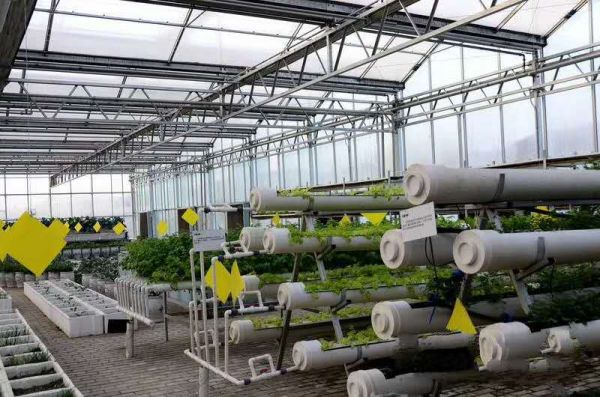 现代化连栋温室番茄高产无土栽培技术